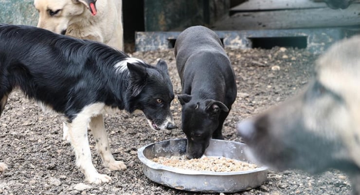 «Άγρια φάση» στην Κωνσταντινούπολη για αδέσποτα – Νέα σκληρή γενική οδηγία